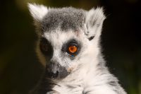 Ring-tailed lemurs are threatened, largely because the sparse, dry forests they love are quickly vanishing.